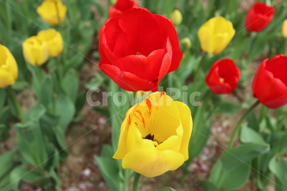 꽃,식물,튤립,봄,개화,식물,자연,plants,nature,꽃,flower