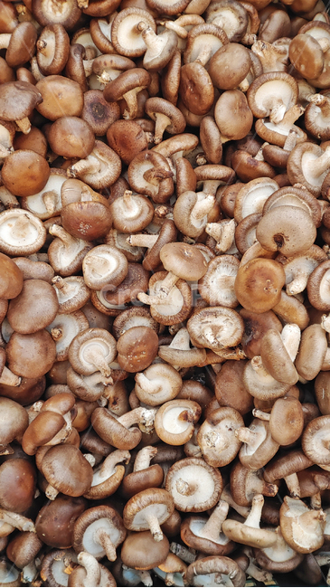 표고버섯,버섯,식재료,국거리,국물용,푸드,food,싱싱한,신선한,fresh,mushroom,식자재,먹거리,음식,식용,반찬재료,마켓,마트,market,mart,균류,배경,바탕,백그라운드,패턴,background,버섯,mushroom
