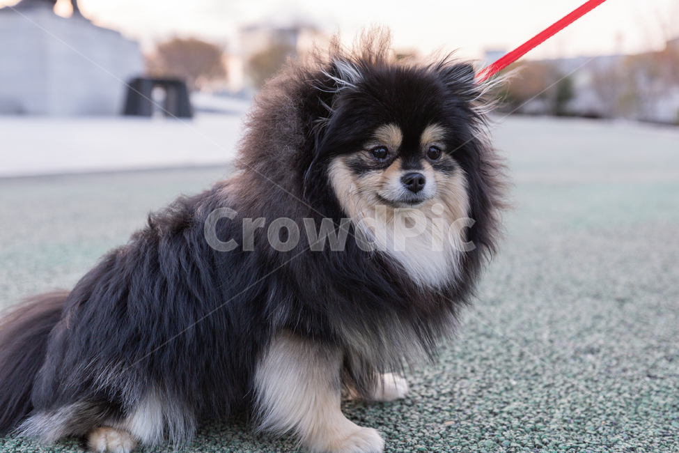 doll,Pomeranian,black tan,form,puppy,Gangjwi,pomeranian,cuteness,animal,Dog,dog,walk