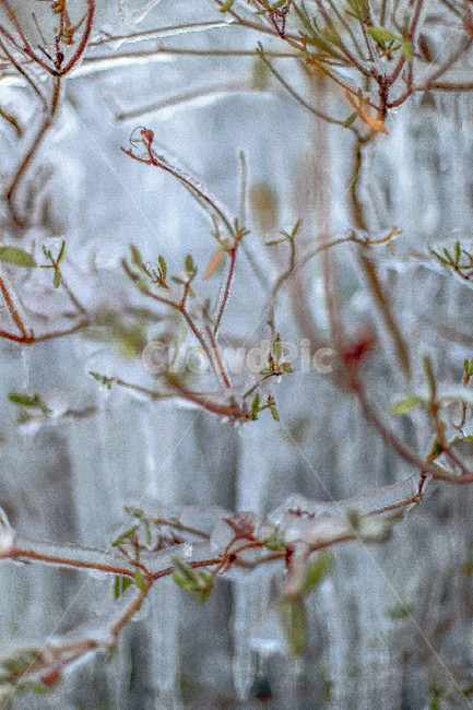 얼음,냉동,자연,겨울,식물,물가,겨울,계절,winter,season