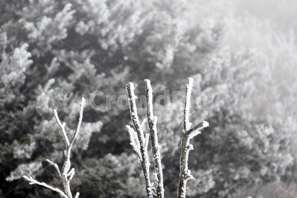 눈,풍경,겨울,눈꽃,상고대,바람,서리,추위,산,나무,겨울,계절,winter,season,식물,자연,plants,nature