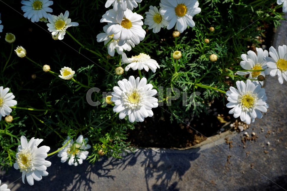 bloom,colorful,floral,flower,gardenflowers,happymind,life,nature,plant,spring,봄,정원,가드닝,원예,원예식물,화려,식물,꽃,garden,scent,healing,white,흰,하양bloom