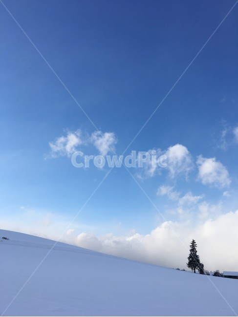 Furano Biei,Sapporo,christmas tree tree,snow field,Hokkaido