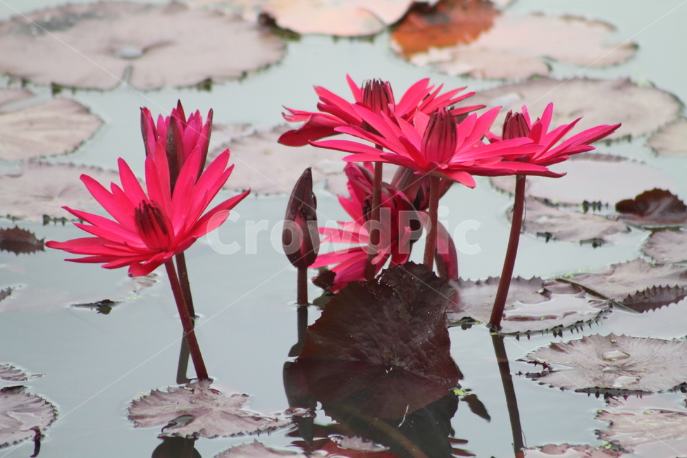 연,수련,꽃,식물,waterlily,식물,자연,plants,nature,꽃,flower