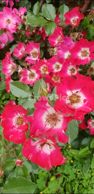 꽃,로즈,장미,붉은장미,웨딩찔레,식물,자연,plants,nature,꽃,flower