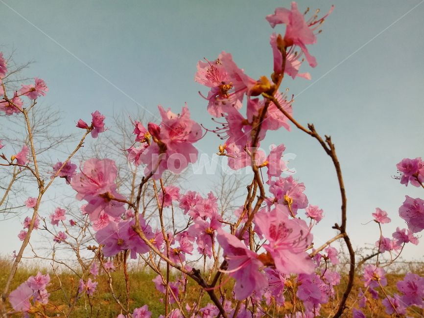 진달래,분홍색꽃,봄꽃,식물,두견화,참꽃,식물,자연,plants,nature,꽃,flower