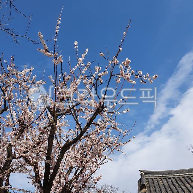 벚꽃,꽃,식물,나무,구름,plant,sky,cloud,하늘,지붕,flower,tree