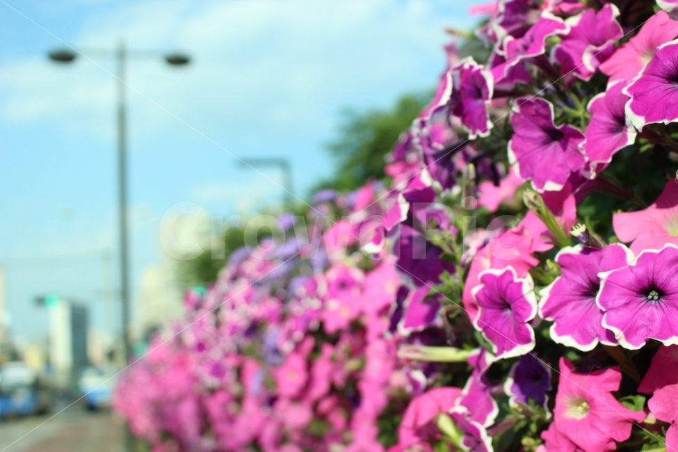 꽃,공원,자연,휴식,힐링,가로수,식물,자연,plants,nature,꽃,flower