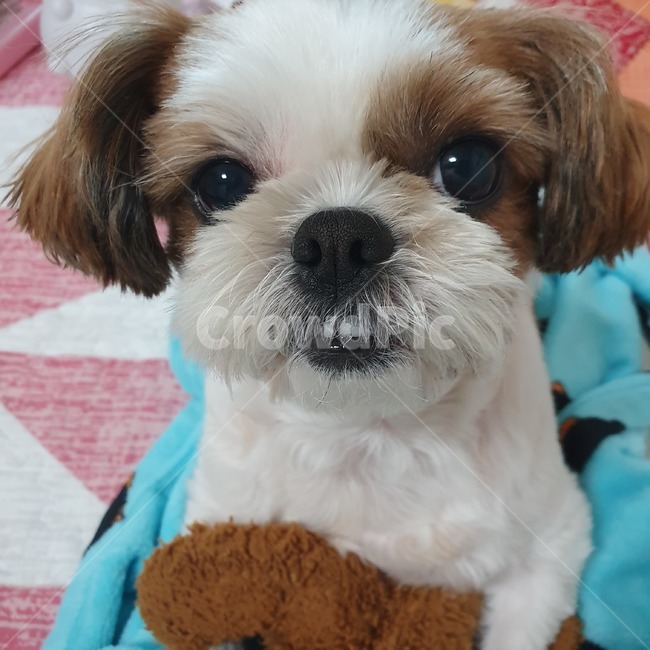 동물,pet,strap,animal,강아지,개,puppy,dog,시츄,shihtzu,개,강아지,dog,doggy