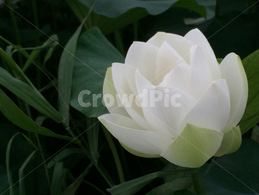꽃,연꽃,연못,하얀색,flower,blossom,plant,식물,자연