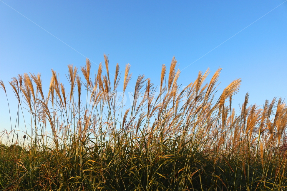 억새,억새풀,식물,자연,가을,벼과,가을,계절,fall,autumn,season,plant,grass,잔디,lawn