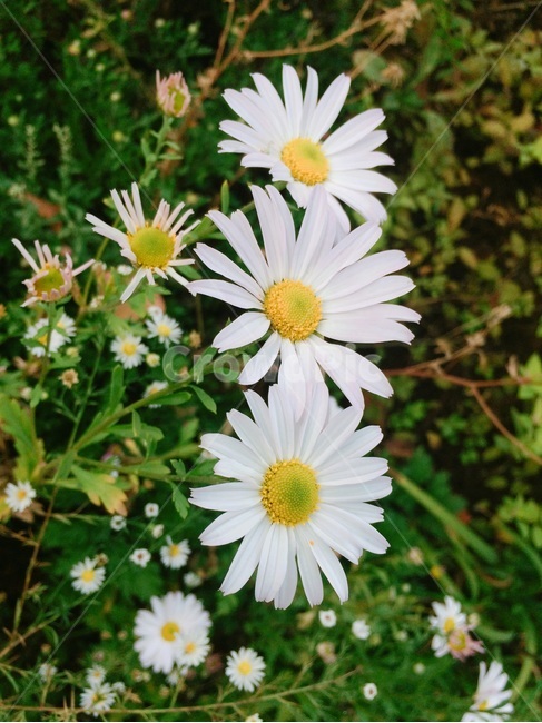 데이지,daisy,꽃,plant,flower,식물,자연,plants,nature,꽃,flower