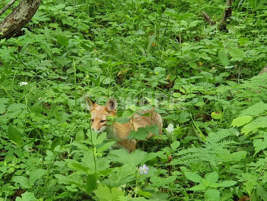 식물,plant,자연,nature,fox,여우,동물,animal,outdoors,아웃도어