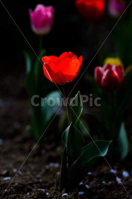 튜울립,튤립,꽃,꽃사진,야생화,식물,자연,plants,nature,꽃,flower,감성,sensible,feeling,색깔,색상,색채,색감,color sense,color sensitivity,feeling of color