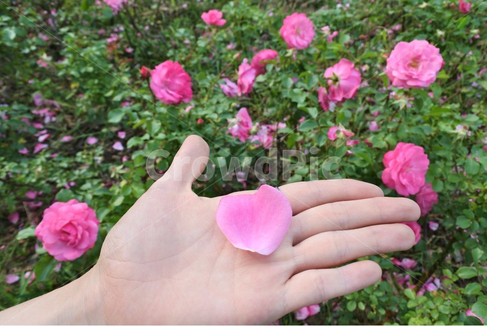 장미,꽃잎,자연,꽃,장미꽃,꽃,flower
