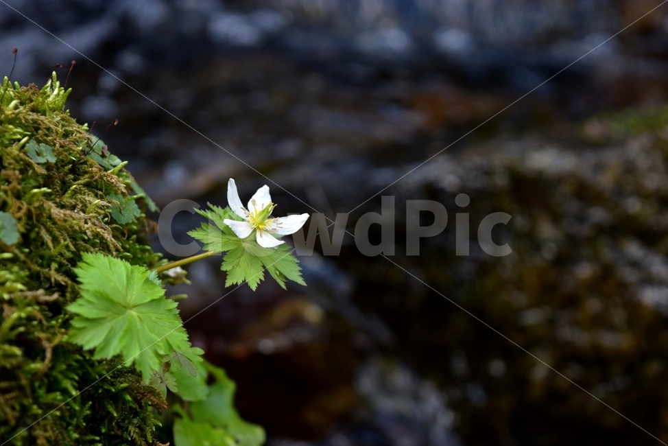 모데미풀,봄,야생화,꽃,청태산,강원도,봄꽃,고산야생화,감성,wildflower,산꽃,봄야생화,계곡,이끼,꽃말,슬픈추억,아쉬움,MegaleranthissaniculifoliaOhwi,금매화아재비,운봉금매화,식물,자연,식생,생태,식물,자연,plants,nature,꽃,flower