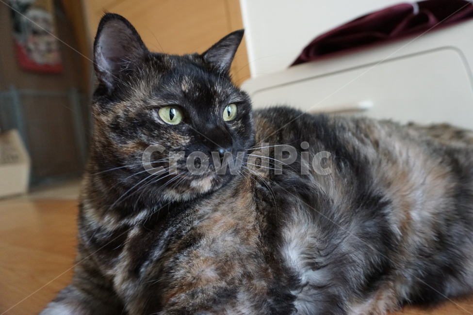동물,고양이,냐옹이,코리안숏헤어,코숏,동물,animal,포유류,mammal,고양이,cat,kitten,kitty