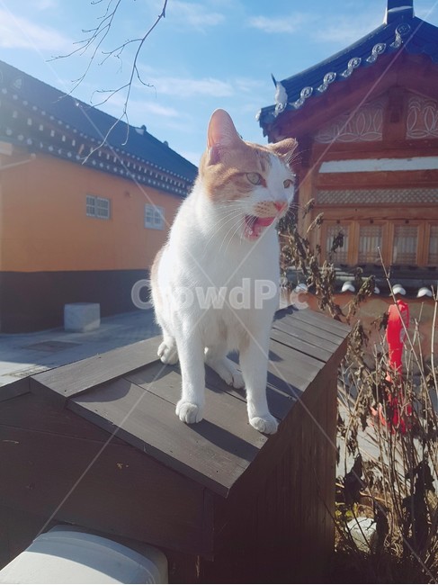 고양이,한옥,전통가옥,전주,냐옹이,냥냥이,cat,고양이하품