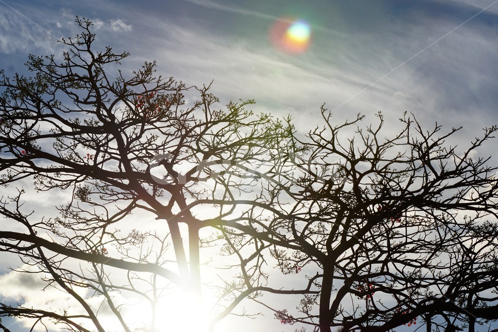나무,자연,식물,하늘,초록색,sky,green,nature,구름,감성,태양,빛,식물,자연,plants,nature,나무,trees,wood