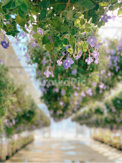 plant,식물,꽃,garden,정원,보라색꽃,보라색,보라,비닐하우스,식물원
