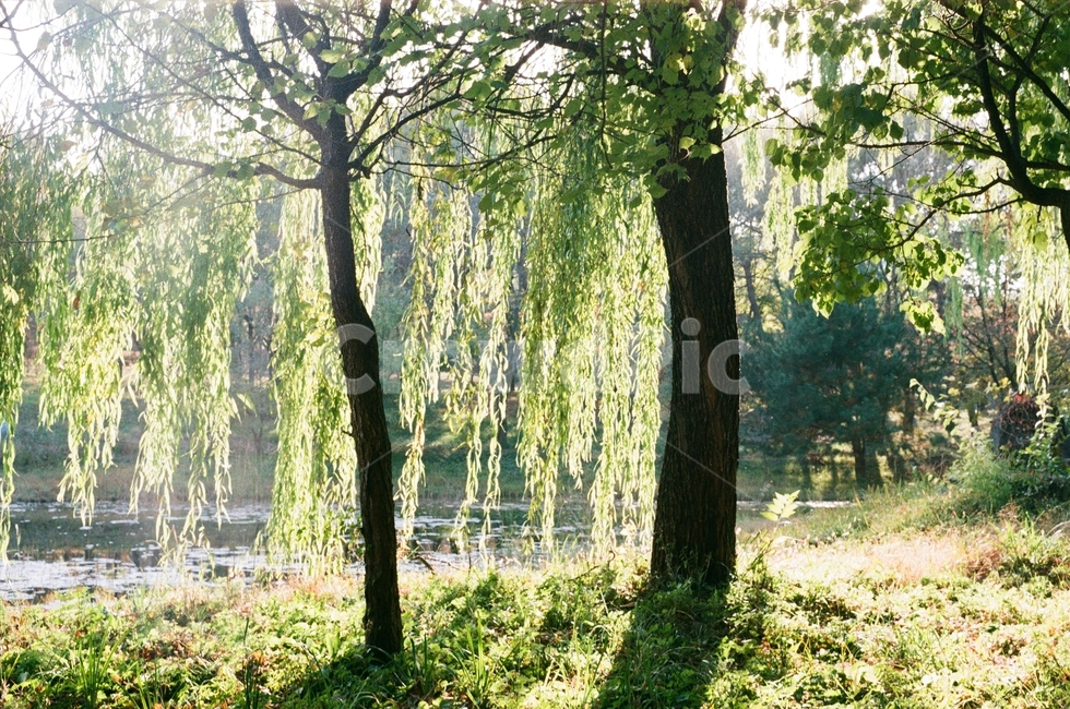 버드나무,나무,tree,plant,식물,식물,자연,plants,nature