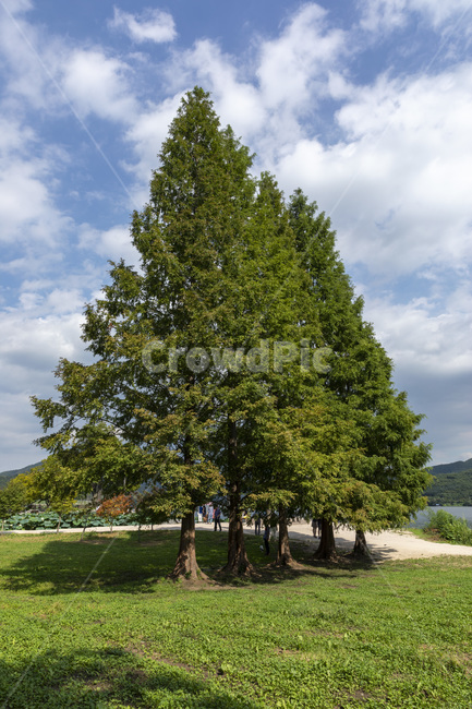 tree,나무,plant,나무줄기,숲,두물머리,자연,풍경,nature,landscape,식물,plants,나무,trees,wood,tree trunk,나무 줄기