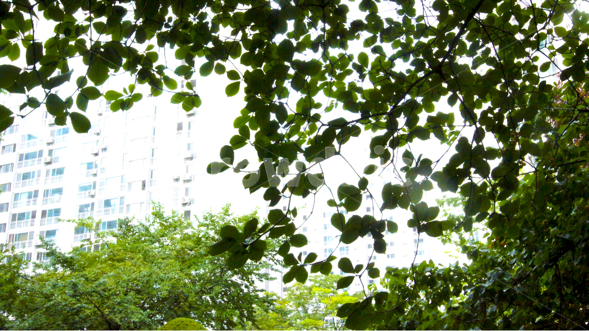 나무,초록,나뭇잎,연두,풍경,나무그늘,tree,green,leaf,도시,풍경,city,landscape,식물,자연,plants,nature,plant