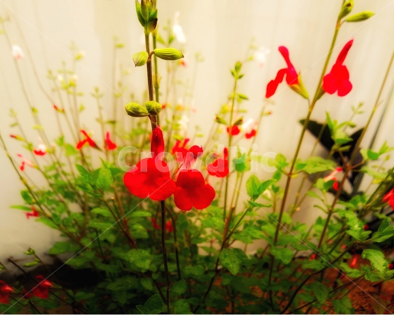 식물,plant,꽃,flower,빨강,개양귀비,cornpoppy,식물,자연,plants,nature,꽃,flower