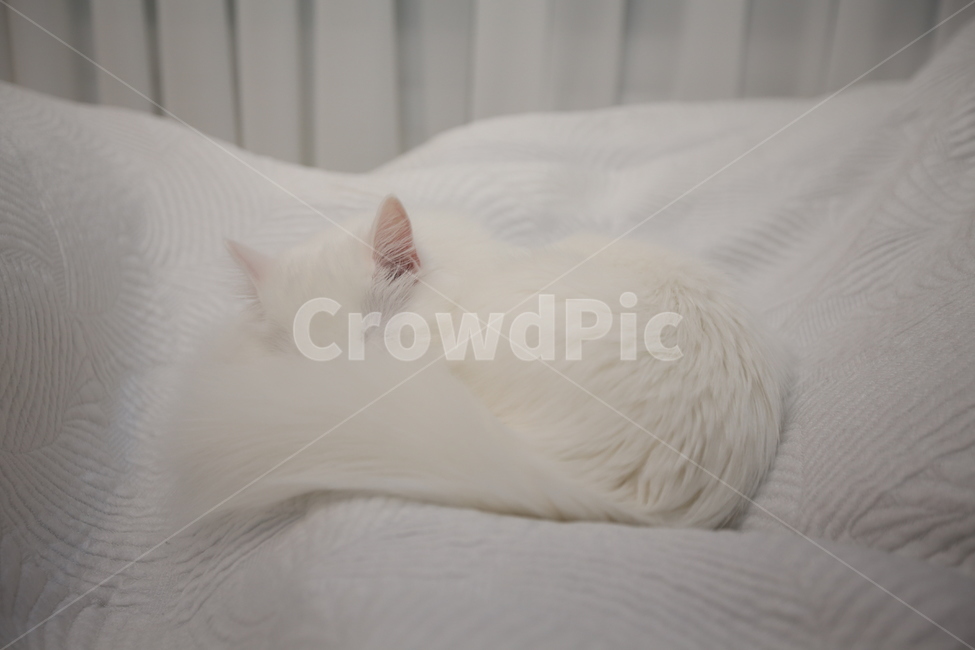 고양이,cat,kitten,반려묘,흰색고양이,동물,animal,포유류,mammal,고양이,cat,kitten,kitty