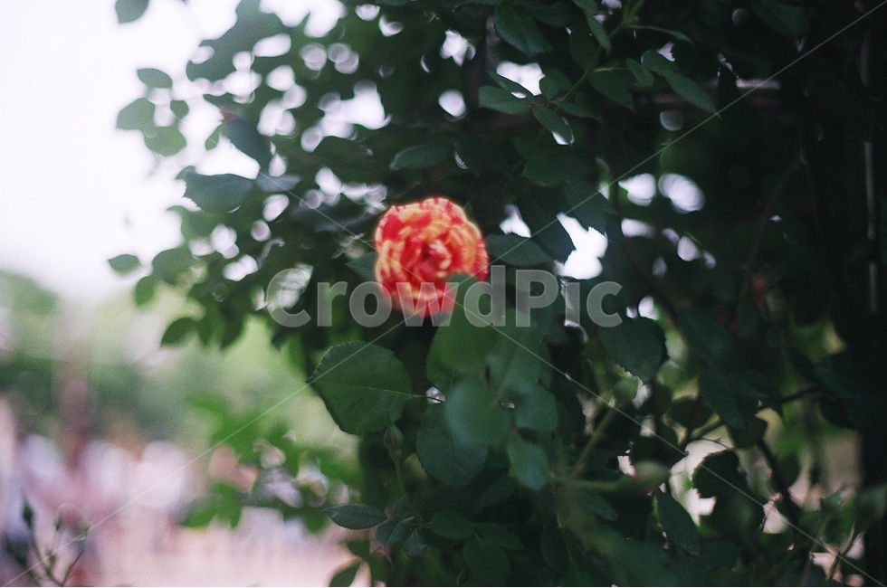 장미,꽃,나무,식물,자연,식물,자연,plants,nature,꽃,flower,감성,sensible,feeling