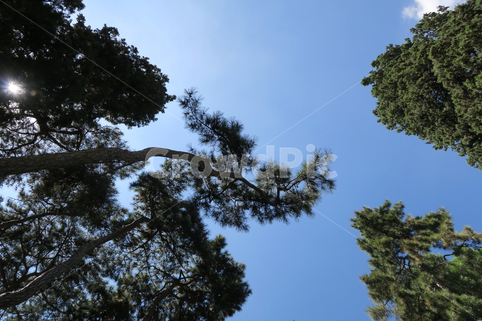 나무,숲속,울창,피톤치드,숲,forest,sky,nature,공원,자연,풍경,nature,landscape,tree,plant,식물,fir,전나무