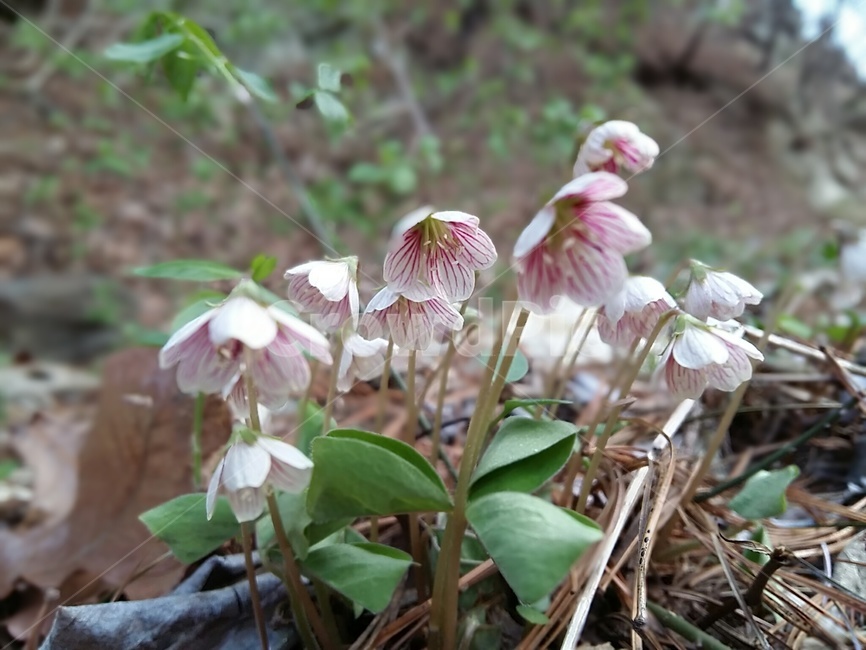 꽃,제비꽃,야생화,spring,봄꽃,보라색,flower,식물,plant,숲속,산