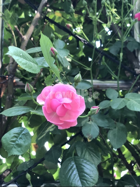 plant,식물,rose,장미,꽃,blossom,flower