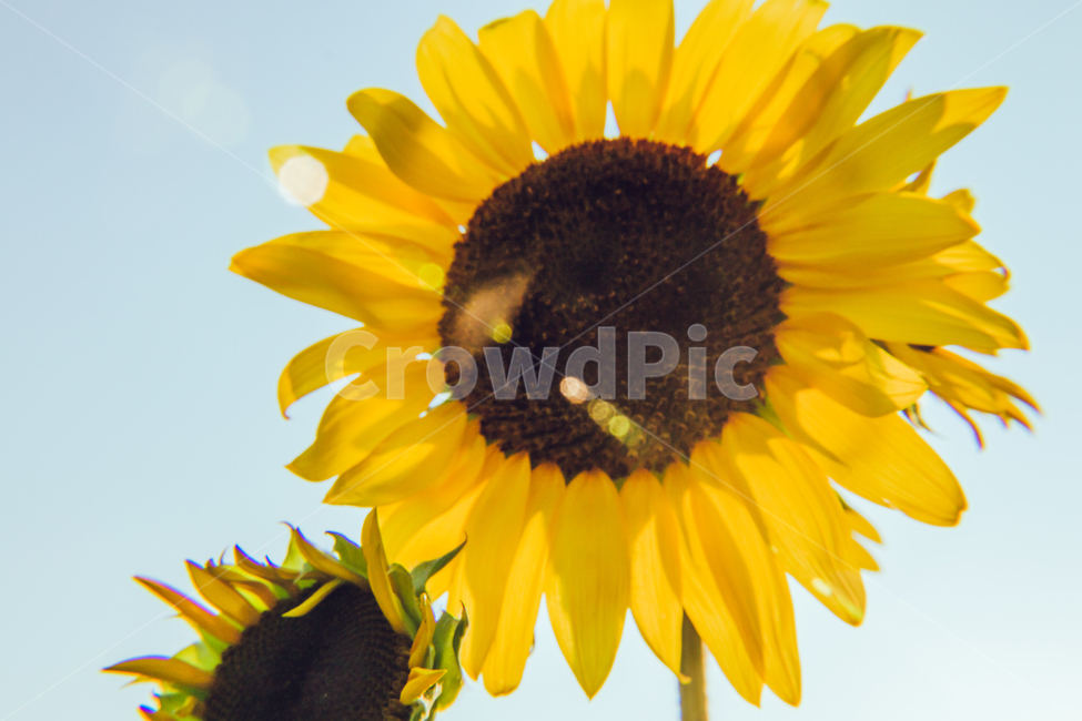 green,sun,sunflower,flower,Field,sunlight,lens flare,Freshness,gay