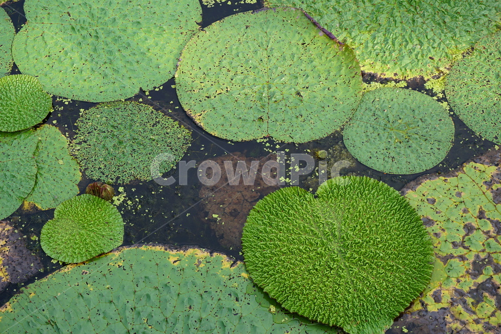 연꽃,물,식물,plant,가시연꽃