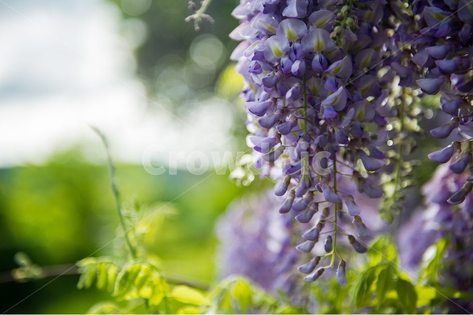 봄,등꽃,등나무꽃,등나무,보라,wisteriaflower,flower,spring,식물,자연,plants,nature,꽃,flower,감성,sensible,feeling