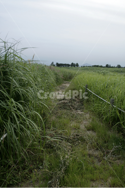 식물,plants,nature,억새,여름,하늘공원,길,초록,산책,자연,풍경,nature,landscape,grass,잔디,plant