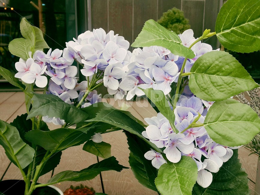 봄꽃,수국,보라색수국,flower,수국화분