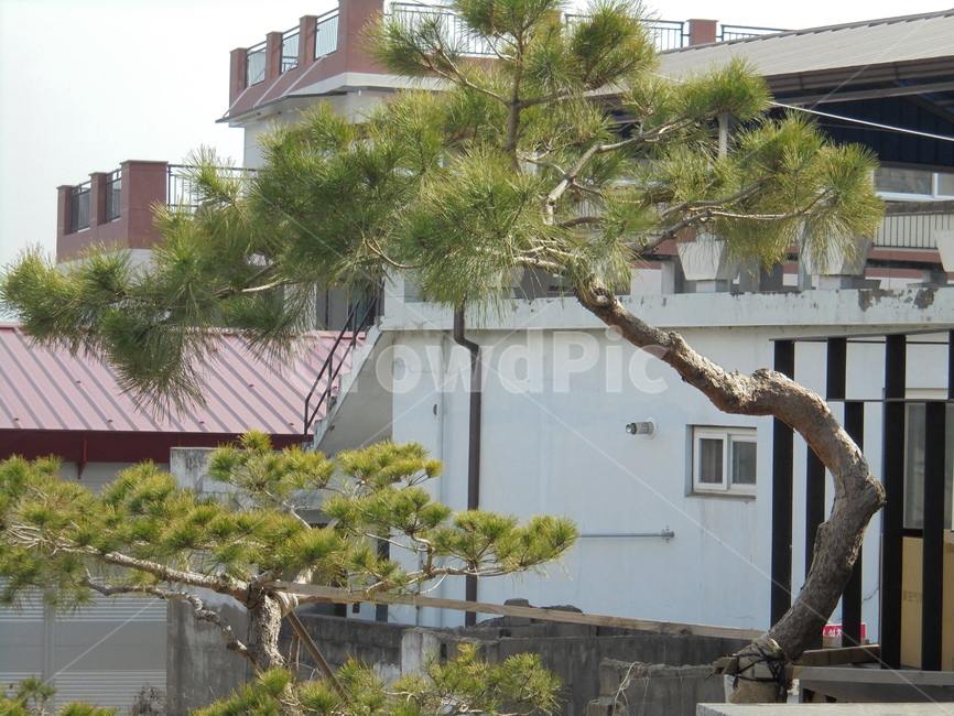 나무,tree,자연,자연물,nature,초록,식물,자연,plants,nature,나무,trees,wood
