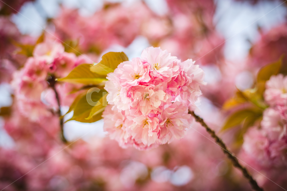 벚꽃,겹벚꽃,감성,분홍,핑크,봄,봄꽃,cherryblossom,blossom