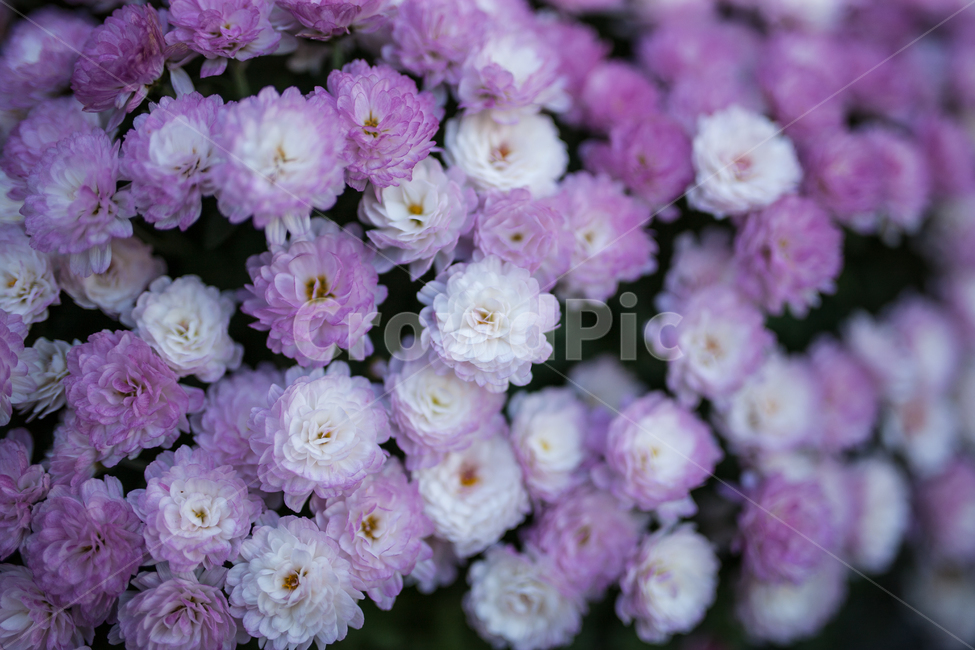 flowers,꽃,식물,botanical,봄,식물,자연,plants,nature,꽃,flower