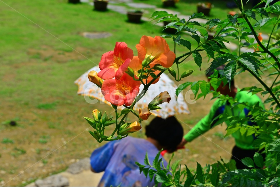 human,인간,person,사람,plant,식물,flower,blossom,꽃,능소화,여름,여름꽃,우산,물,바가지,식수