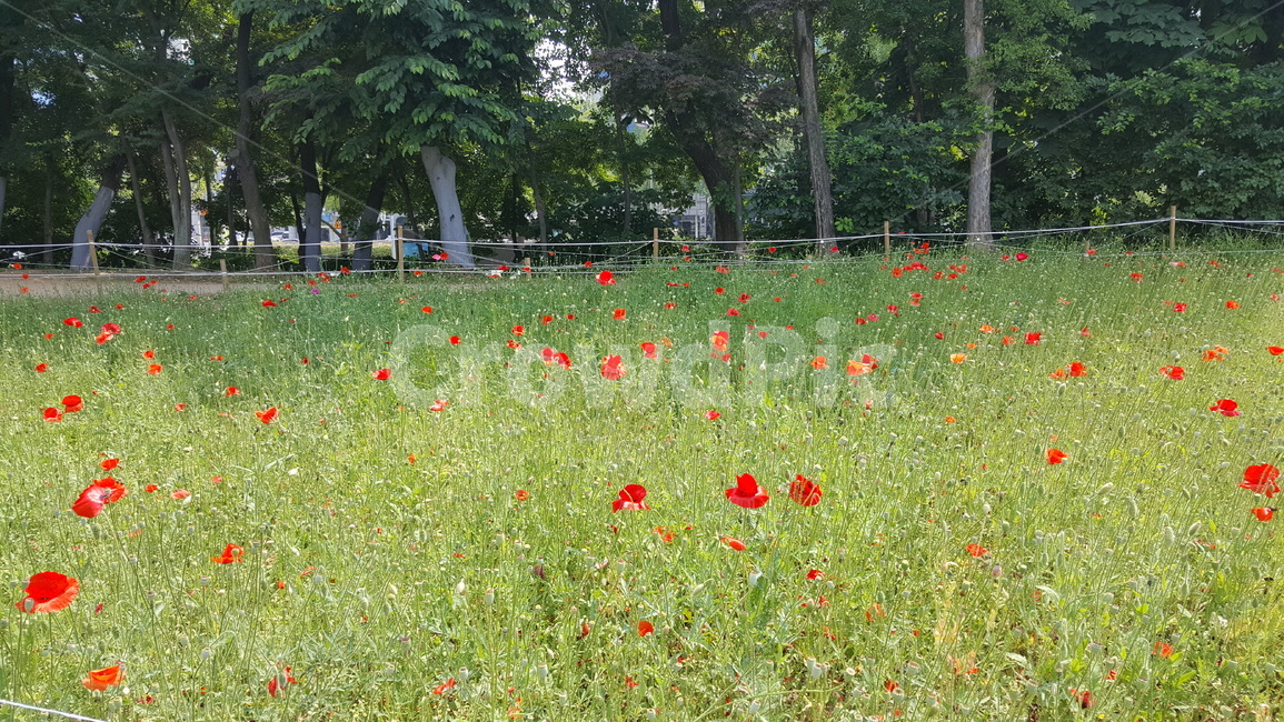 꽃,들판,식물,자연,빨강꽃,양귀비,flower,plant