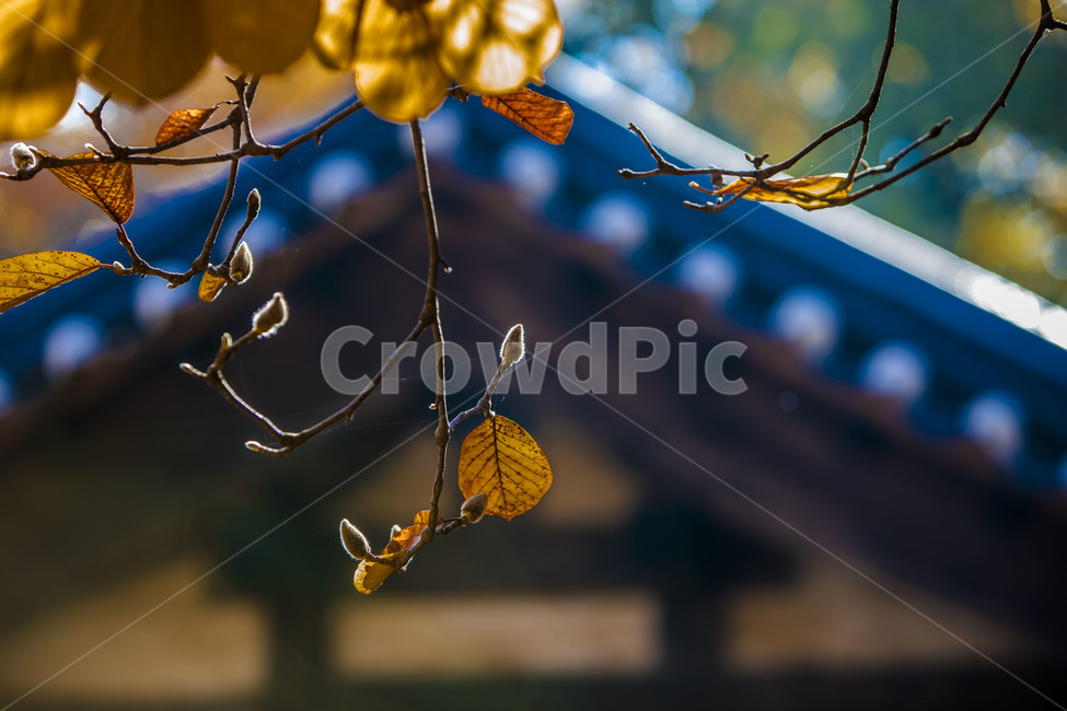 가을,단풍,감성,기와,버들강아지,가을,계절,fall,autumn,season