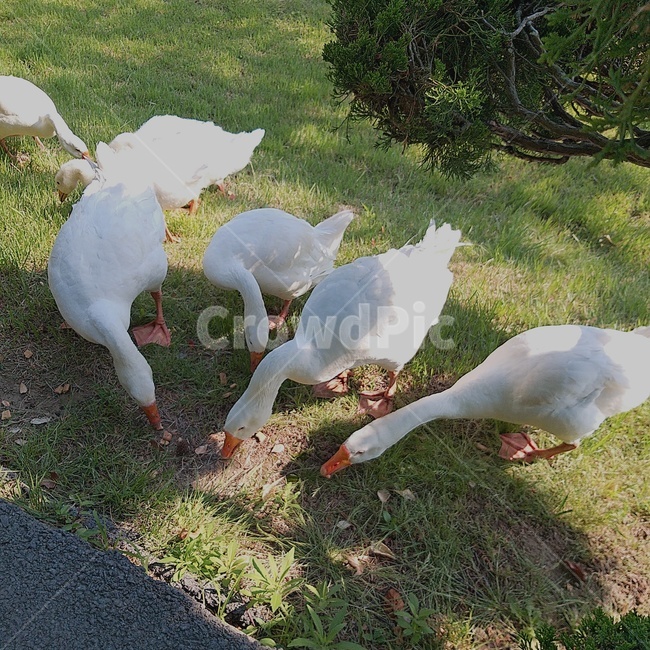 거위,자연,풀,동물,공원