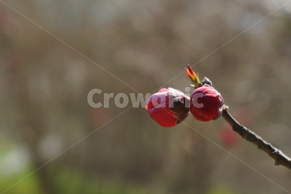 봄,꽃,홍매화,분홍색,꽃잎,파란하늘,꽃봉오리,3월,새순,봄,계절,spring,season,식물,자연,plants,nature,꽃,flower,sprout,새싹,blossom,bud,싹,plant