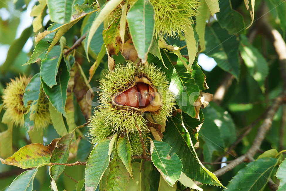 가을,범,알밤,밤송이,벌어진밤,가을,계절,fall,autumn,season,식물,자연,plants,nature,과일,열매,fruit,plant