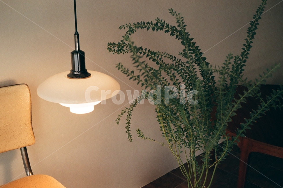조명,식물,plant,light,빛,인테리어,실내디자인,interior design