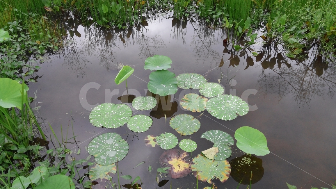 연못,연잎,자연,풍경,여름,식물,자연,plants,nature