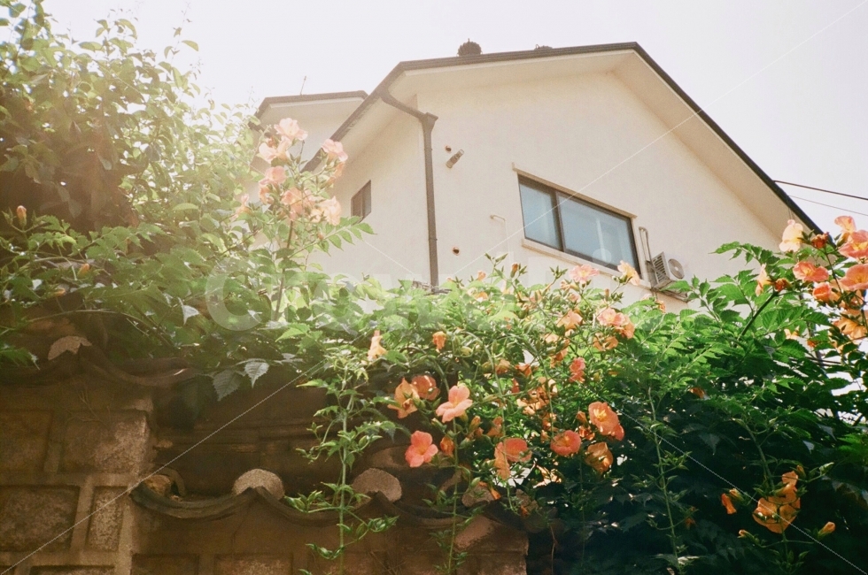 풍경,landscape,꽃,flower,능소화,건물,nature,자연,하늘,sky,집,house,건축물,건물외관,exterior,building,structure,architecture,construction,식물,자연,plants,nature,꽃,flower,감성,sensible,feeling